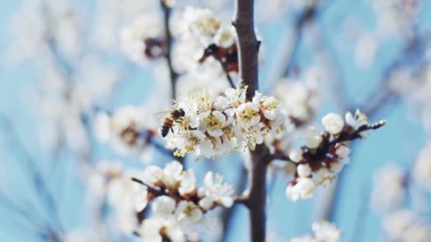 Brunch Blooming Plum Shallow Depth Field Slow Motion — Stock Video