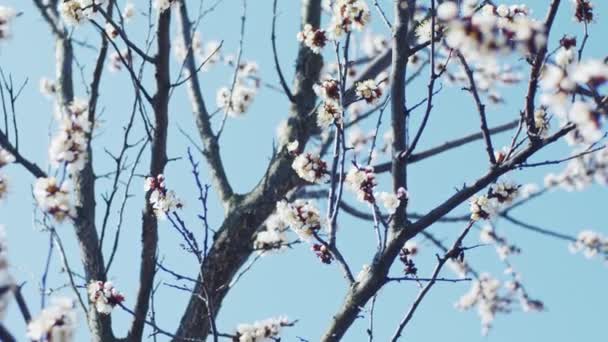 開花梅の枝 フィールドの浅い深さ スローモーション — ストック動画