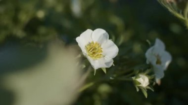 Çilek çiçekleri yaklaşır, tarlanın sığ derinliği, yavaş çekim