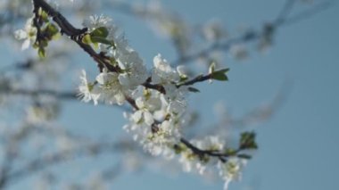 Erik brunchları yakın, sığ alan derinliği, yavaş çekim