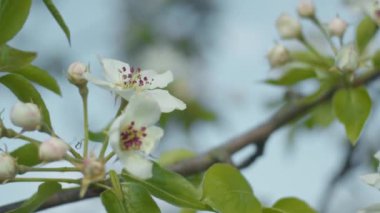 Armut brunchları yakın, sığ alan derinliği, yavaş çekim