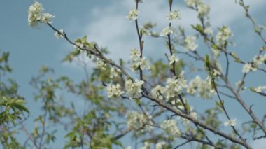 Kirazlı brunch 'lar kapanıyor.