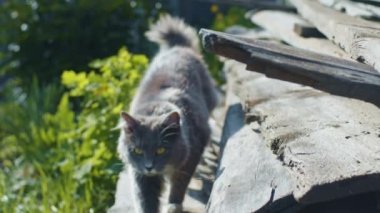 Genç kedi yürüyor.
