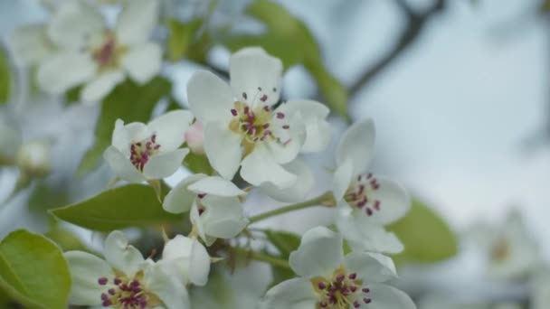 Pear Brunches Close Shallow Depth Field Slow Motion — Stock Video