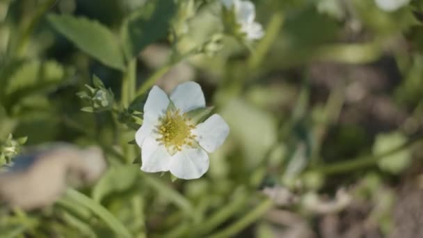 Erdbeerblüten Aus Nächster Nähe Geringe Schärfentiefe Zeitlupe — Stockvideo