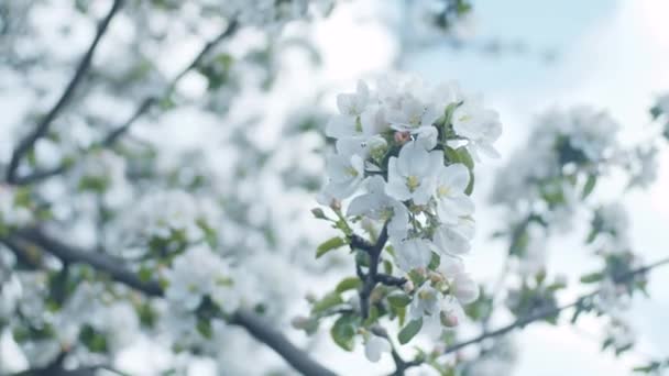 Apple Brunches Close Shallow Depth Field Slow Motion — Stock Video