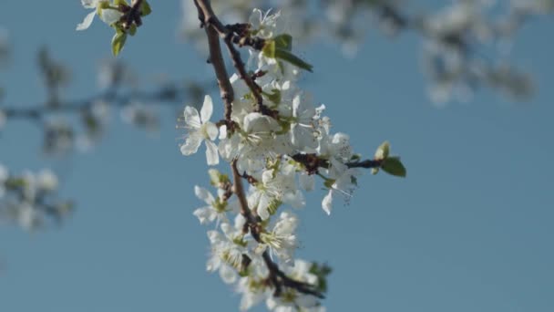 Brunchs Aux Prunes Gros Plan Faible Profondeur Champ Ralenti — Video