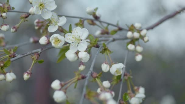 Almuerzos Cereza Con Flores Cerca Profundidad Campo Poco Profunda Cámara — Vídeos de Stock