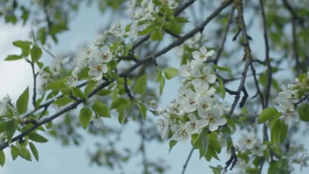 Perenbrunches Van Dichtbij Ondiepe Scherptediepte Slow Motion — Stockvideo