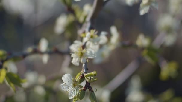 brunchs aux prunes en gros plan, faible profondeur de champ, ralenti 