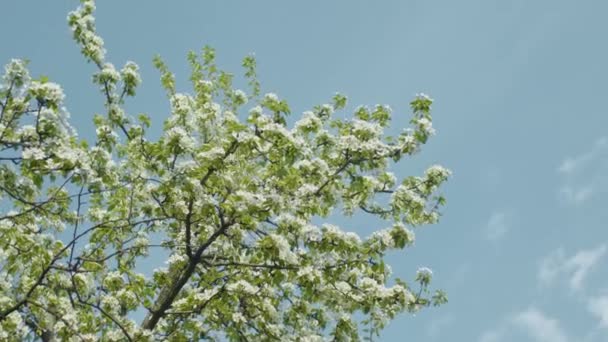 brunchs de poires en fleurs contre le ciel bleu, faible profondeur de champ, ralenti 