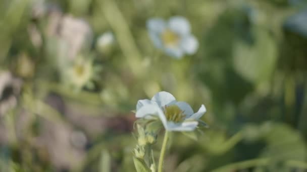 Jordgubbsblommor Nära Håll Kort Skärpedjup Slow Motion — Stockvideo