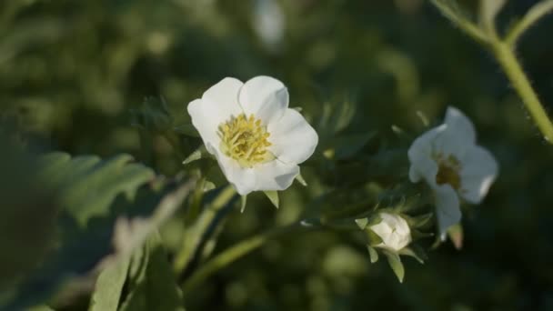 Flores Morango Perto Profundidade Campo Rasa Câmera Lenta — Vídeo de Stock