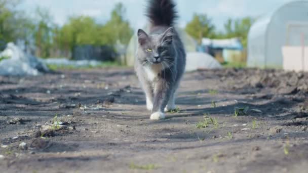 Gato Cinza Jovem Caminhando Para Câmera Profundidade Rasa Campo Câmera — Vídeo de Stock