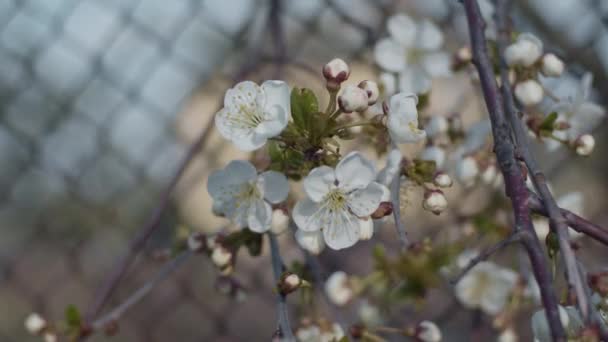 Almuerzos Cereza Con Flores Cerca Profundidad Campo Poco Profunda Cámara — Vídeo de stock