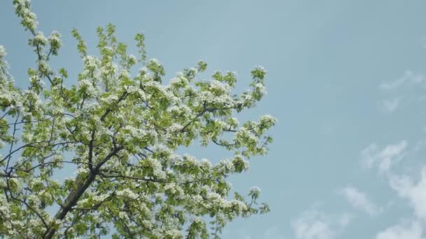 Birnenbrunch mit Himmel — Stockvideo