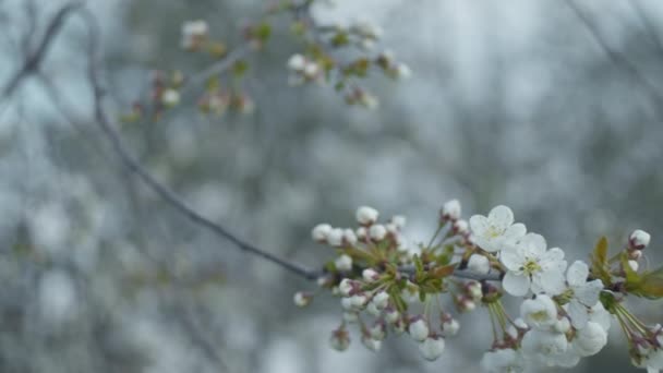 桜の枝を閉じます — ストック動画