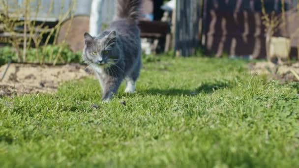 Jonge kat wandelen — Stockvideo