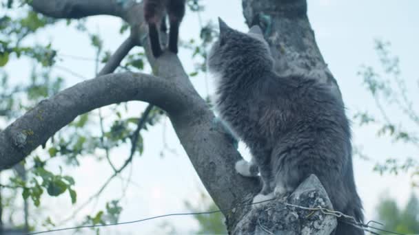 Twee grijze katten aan de boom — Stockvideo