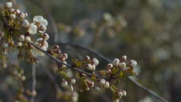 Cherry brunches close up — Stock video