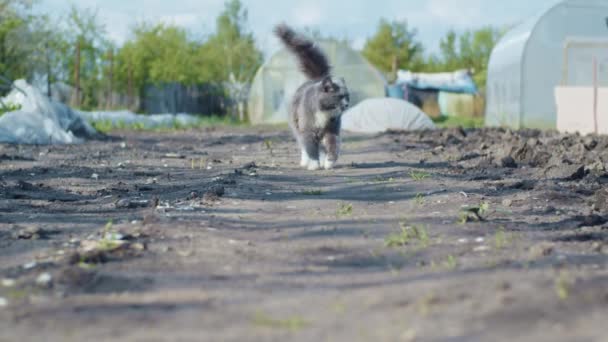 Ung katt gående — Stockvideo