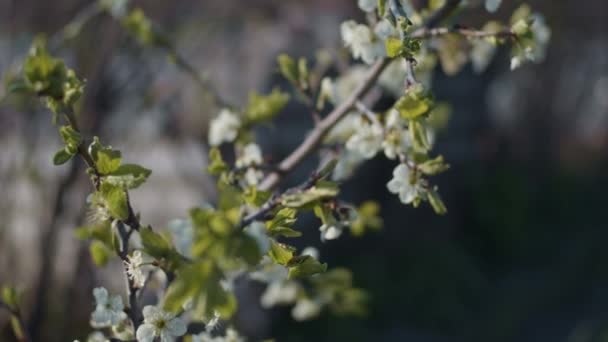 Brunettes prunes en gros plan — Video