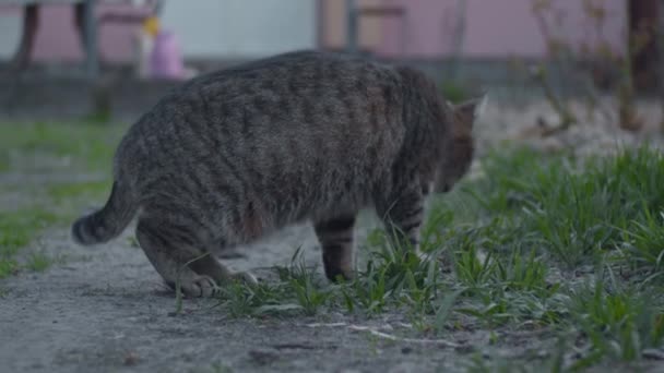 Junge graue Katze frisst grünes Gras — Stockvideo