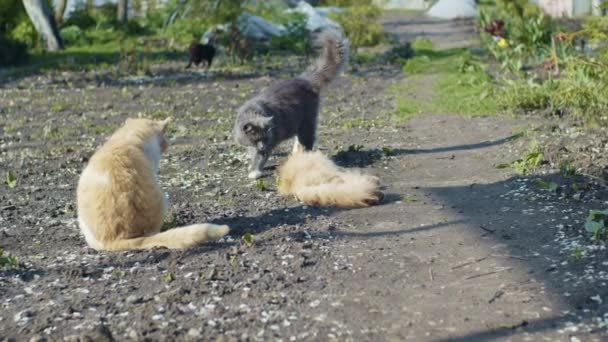 Junge graue Katze geht auf rote Katze zu — Stockvideo