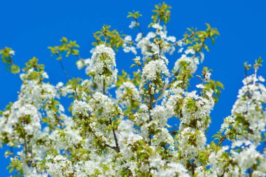 Yeni gelişen ağaç bahar
