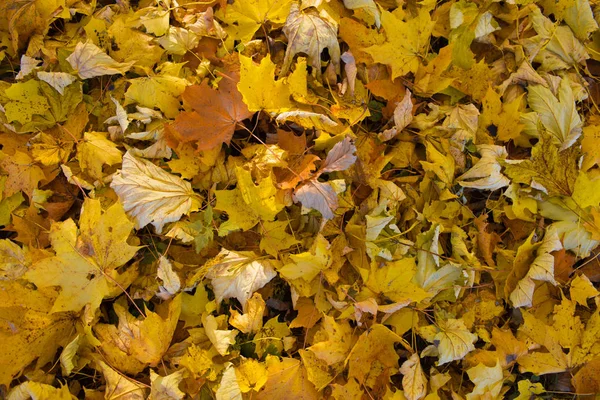 Texture de fond du fond jaune des feuilles d'automne — Photo