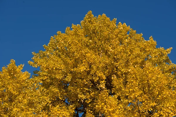 Textura de fundo de fundo amarelo outono folha de fundo — Fotografia de Stock