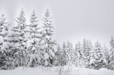 Grup üzerinde beyaz izole kar soğuk çam ağaçları