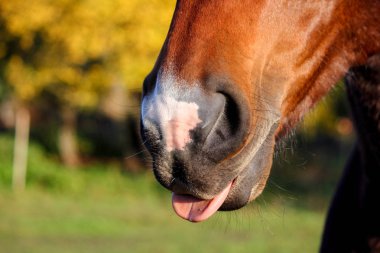 at burnunu ve ağzını kapat