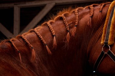 Close up of chestnut horse mane with plaits clipart