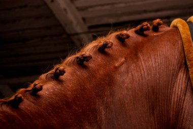 Close up of chestnut horse mane with plaits clipart