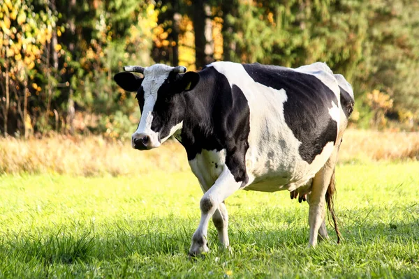 Vaca preta e branca no pasto — Fotografia de Stock