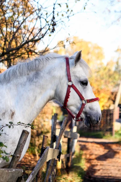 Portrét krásného bílého koně v lese — Stock fotografie