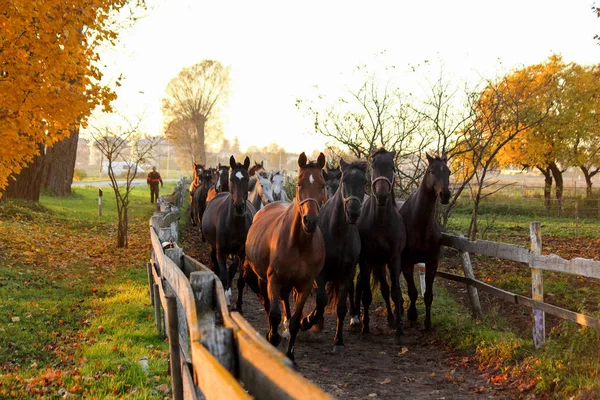 Stado koni, prowadzący w dół ścieżkę do farmy — Zdjęcie stockowe