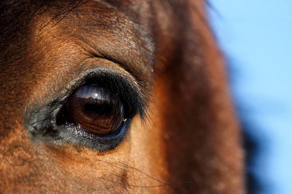 Primer plano de ojo de caballo marrón — Foto de Stock