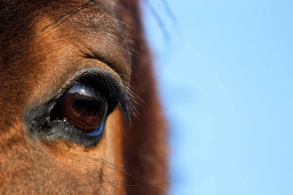 Κοντινό πλάνο του καφέ μάτι αλόγου — Φωτογραφία Αρχείου