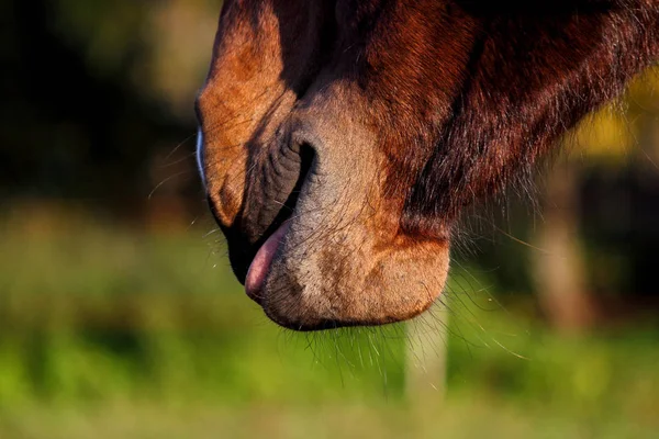 Close up van paard neus en mond — Stockfoto