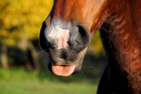 Close Up di cavallo naso e bocca — Foto Stock