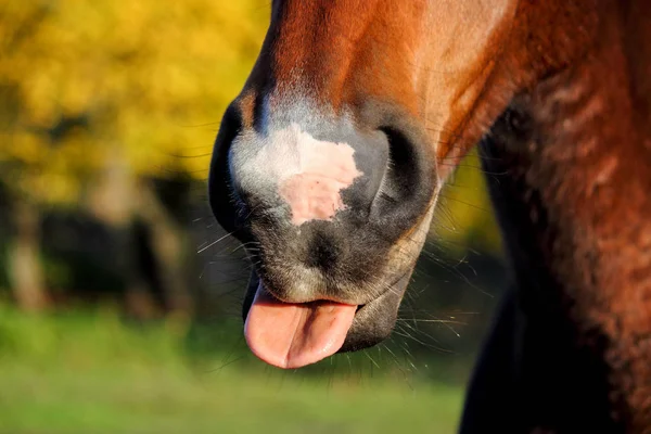 Närbild på häst näsa och mun — Stockfoto