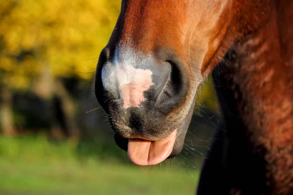Close Up di cavallo naso e bocca — Foto Stock