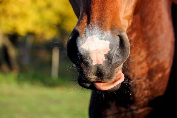 Gros plan du nez et de la bouche du cheval — Photo