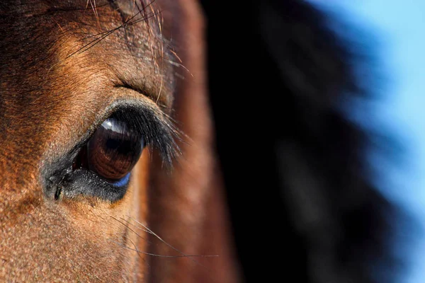 Close up of brown horse eye — Stock Photo, Image