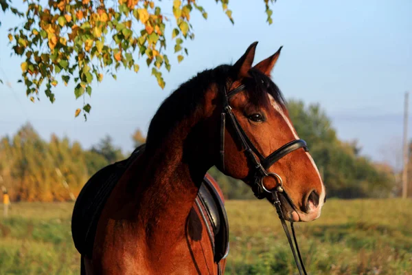 Bay horse portrait with bridle — Stock Photo, Image