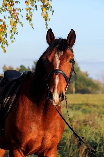 Retrato de cavalo baía com freio — Fotografia de Stock