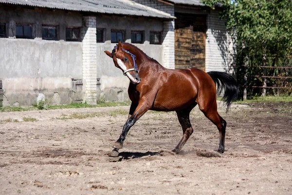 Beautiful bay horse playfully running — Stock Photo, Image