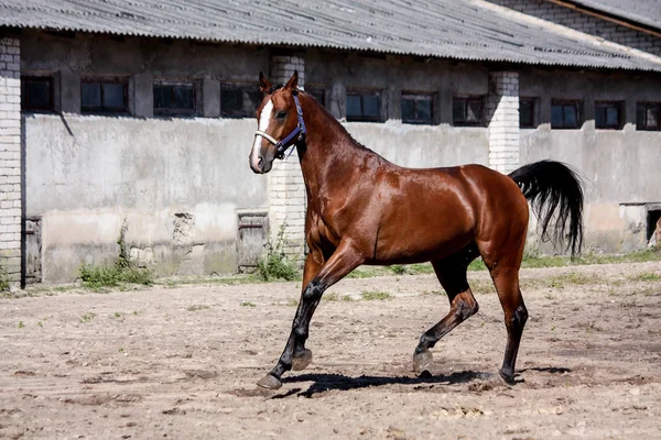 Лошадь, играючи бегущая — стоковое фото